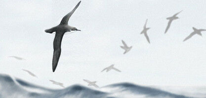 Dynamic soaring isn't just for albatrosses