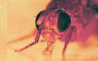 Early life experiences can have long-lasting impact on genes