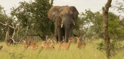 Elephant genes could hold the key to avoiding cancers