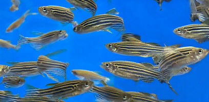 Zebrafish change their sex in warm water