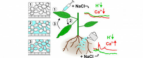 Extreme Salt Stress Triggers Leaf Movement