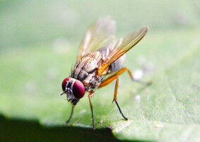 Fruit flies adapt activity to 'white nights'