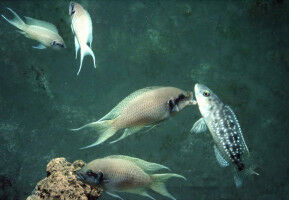 Group size enhancement explains cooperation in fishes