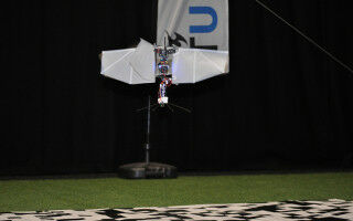 How can flying insects and drones tell up from down?