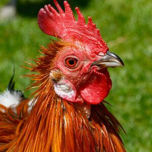 Domestic chicken have only been native to Europe since 800 BC. | � Markus Unsoel