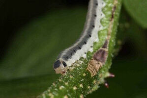 Insect pests influence the sexuality of flowers