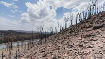 Logging 'amplified' severity of Black Summer bushfires