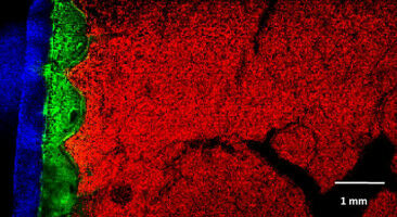 Making food ingredients visible