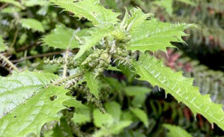 Native New Zealand tree puts the sting on pain