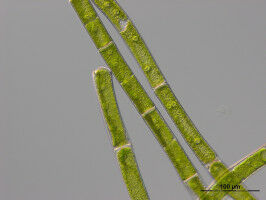 New clues about land plants' closest algal relatives
