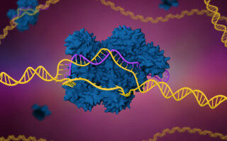 New gene editing strategy could lead to treatments for people born with immune system diseases