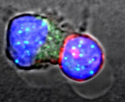 New mechanism extends life of immune system