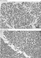 New mechanism of antibiotic tetracycline discovered
