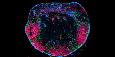 New Players in the Immune Response