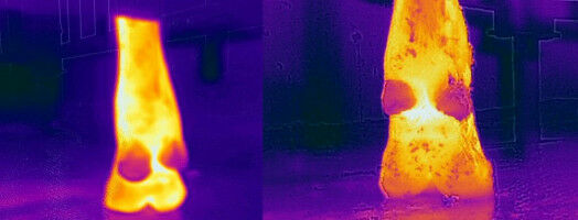 New Royal Veterinary College study finds low-cost thermal image devices could be as effective as expensive alternatives in detecting lameness in dairy cattle