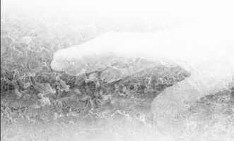 NextSkins: EIC Pathfinder grant for collaborative living materials research