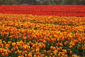 Pesticide exposure measurable through sewage water