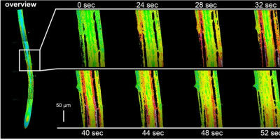 Plants can measure the intensity of salt stress