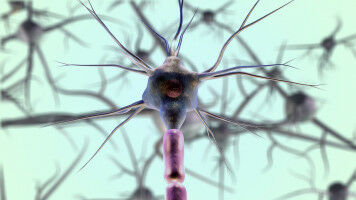 Previously unknown ability of the autonomic nervous system discovered