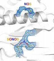 Recently identified protein group plays major role in nature