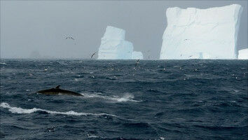 Recovery of the Fin Whale in the Antarctic for the First Time