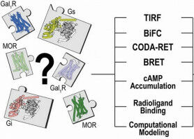 Researchers determine the complex structure of the receptors related to the addictive effects of opioids