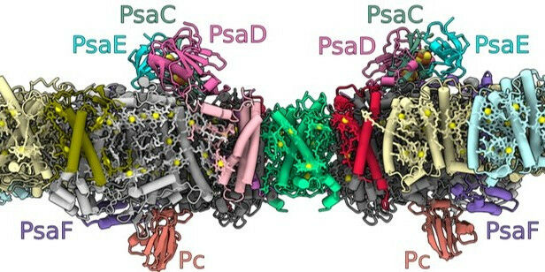 The structure of the photosystem I dimer embedded in the thylakoid membranes wit