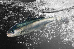 RVC wins research grant to investigate how viral diseases spread in salmon farms