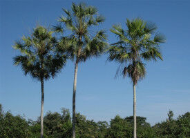 Scientists estimate more than half of palm species may be threatened with extinction