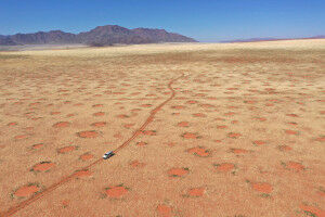 Secrets of Namibia's fairy circles demystified: plants self-organise