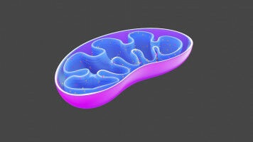 Stressed mitochondria help cells survive respiratory infections