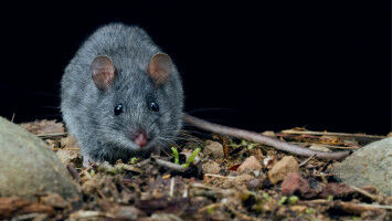 Study unlocks secrets of native rodents' race to new lands