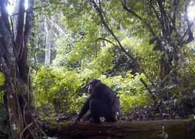 The largest genomic catalogue of wild chimpanzees