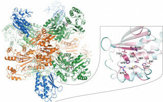 The surprising Swiss-Army-knife-like functions of a powerful enzyme