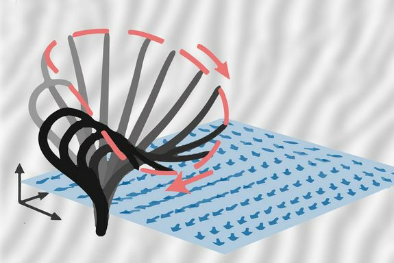 Tiny hairs on the outer wall of some cells can move in different directions, the