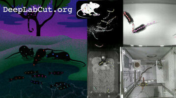 Time to get social: tracking animals with deep learning