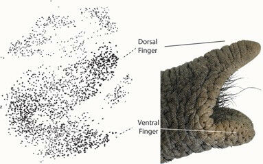 Nerve cells in the African elephant&rsquo;s facial motor nucleus (left). The fac