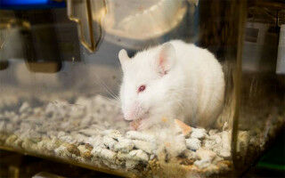 UCL releases animal research statistics alongside fellow top institutions