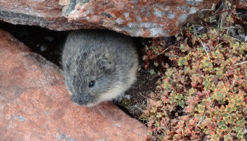 An ultra-light photo collar to study lemmings