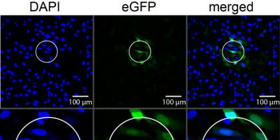 Using light to activate mRNA: Biochemists use new tool to control mRNA by means of light