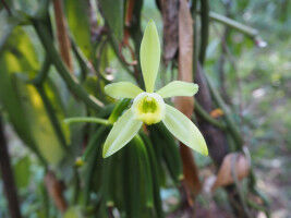 Vanilla cultivation on fallow land promotes biodiversity