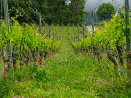 How best to promote biodiversity in vineyards