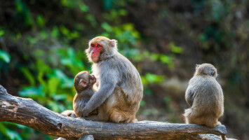 Wild animals evolving much faster than previously thought