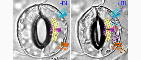 Acid Sensor and Calcium Store Discovered in Plants