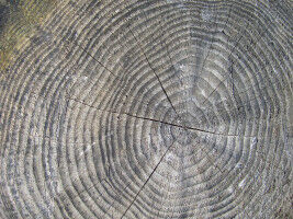 Tree ring data show unusual summer droughts