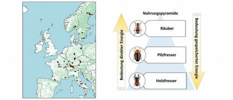 Beetles and Their Biodiversity in Dead Wood