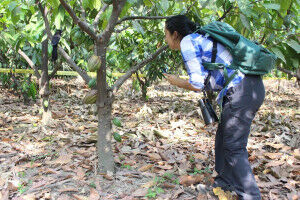Birds, bats and nearby forest increase cacao yield