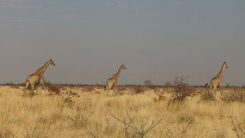 Browsing Herbivores Increase Savanna Resilience to Droughts