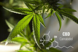 CBD as a painkiller: Efficacy not clinically proven