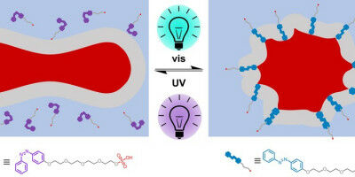 Cell's form can be reversed